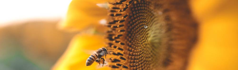 Polen de abeja: propiedades, beneficios y cómo consumirlo