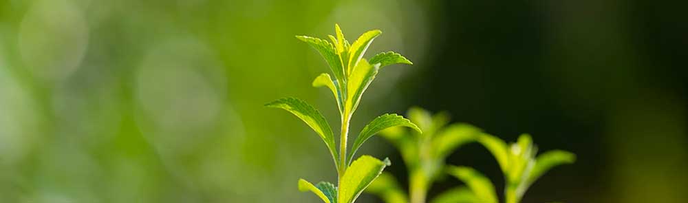 Stevia: Endulzante/edulcorante natural no calórico más seguro y usado en el mercado.