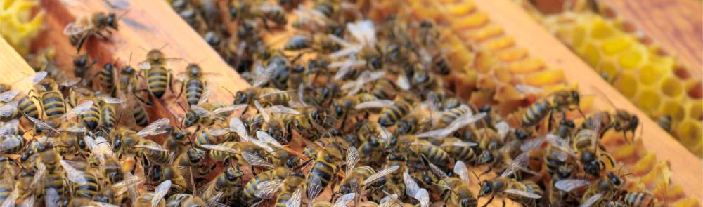 Envolturas de cera de abejas: usos y beneficios - Mejor con Salud