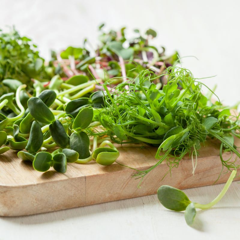 Taller GRABADO GRATIS: El poder curativo de los brotes